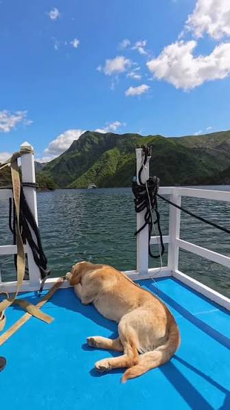 Dog resting on blue boat deck on Komani Lake with forested canyon mountains in background, northern Albania